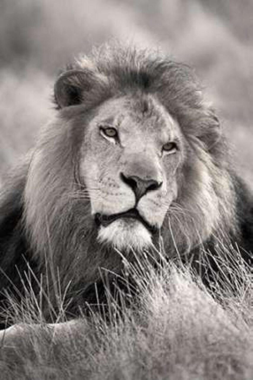 Pride of the Poster Print by Danita Delimont - Item # VARPDX17087